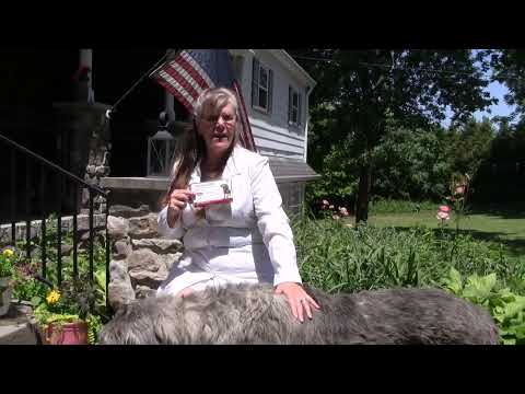 Dr Steph on Simparica TRIO