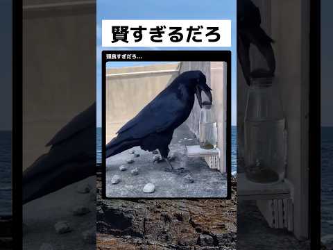 こんなに頭がいいのね... #すごい   #shorts