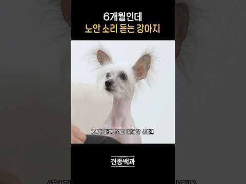 노안 강아지 걱정해주는 노안 훈련사
