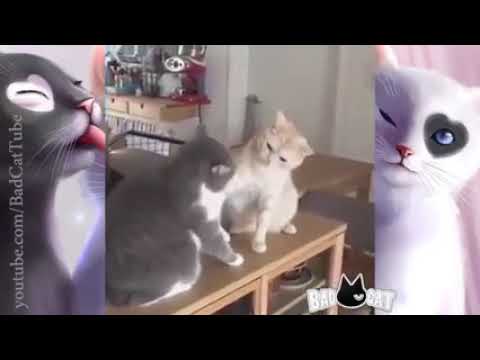 Adorable Cats Compilation   Most Beautiful Cats In The World #2