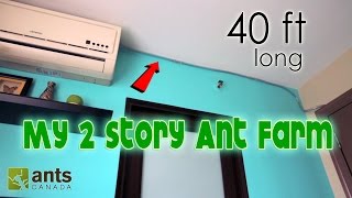 I Made a 2-Storey Ant Farm | 40 Feet Long