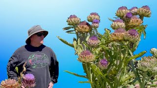 Where Flowers Grow Like Trees