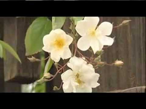 Geylani  / Seni Seviyorum