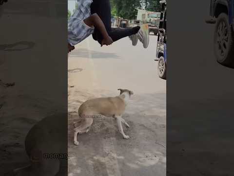 يا عيال هذا الكلب جاب لي الجلطة 😂فعلا