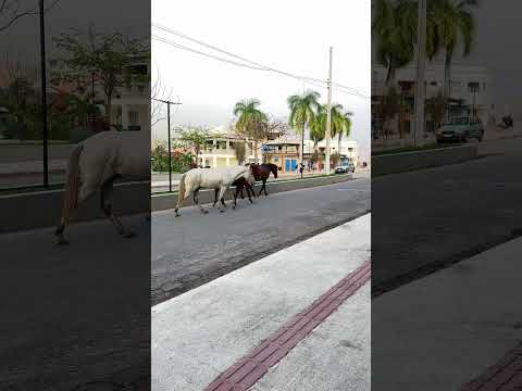 Cavalos na Praça em Frei Gaspar MG.