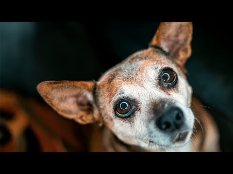 download lagu mp3 mp4 Creative Dog Photography Ideas, download lagu Creative Dog Photography Ideas gratis, unduh video klip Creative Dog Photography Ideas