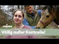 Zu Gefährlich Muss Dieses Pferd Aufgegeben Werden Die Pferdeprofis VOX