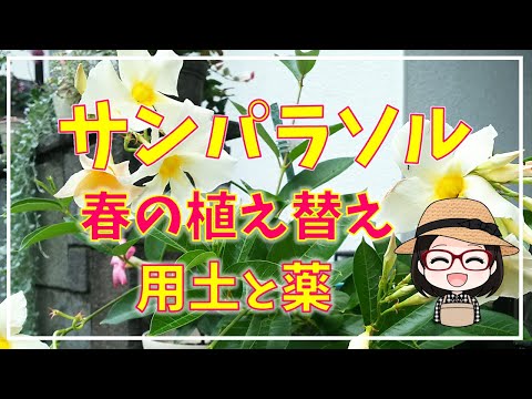 園芸 パラソル、セリ科の木、アンブレラツリー