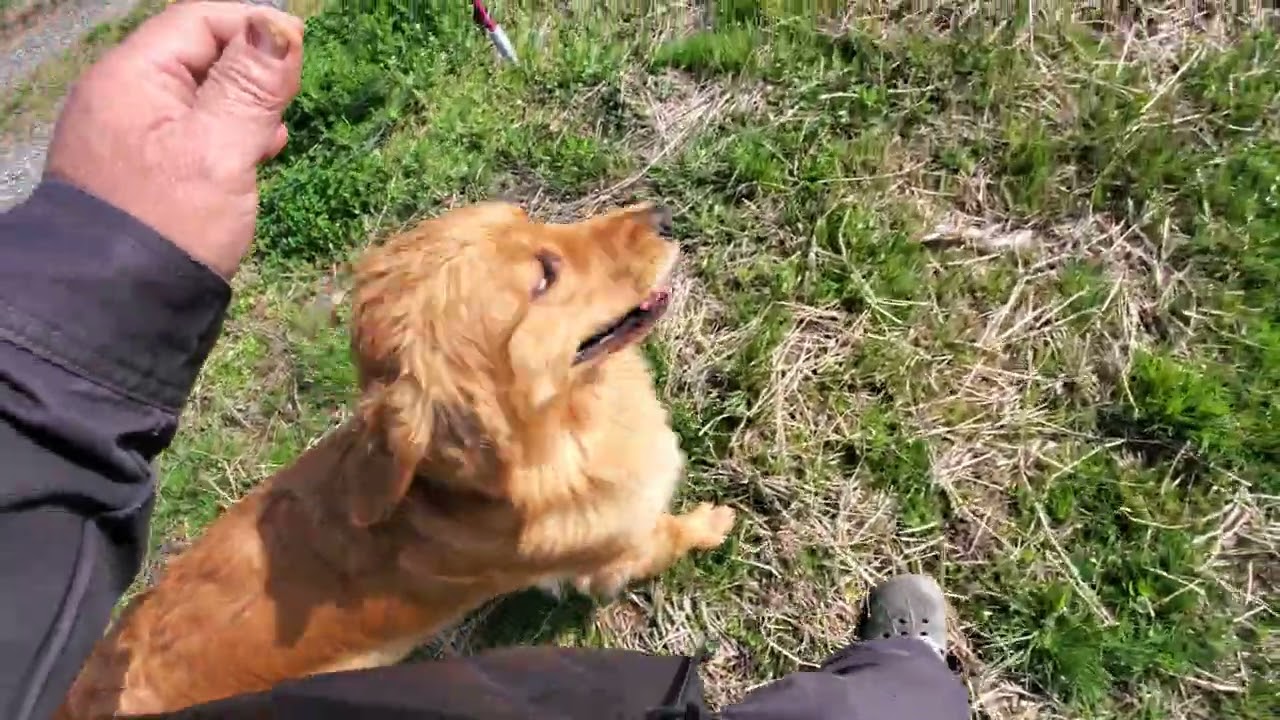 2026年4月2日 牧場で草をはむ牛のようなゴールデンレトリバー自由時間