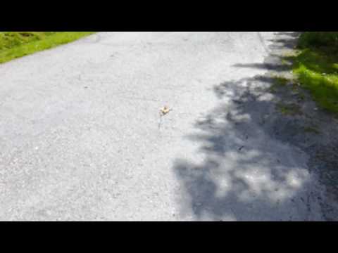 Lähin sittenkin vt kaa heittään petankua