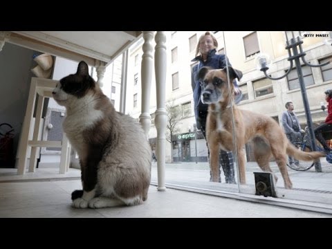 Study: Cat lovers smarter than dog lovers