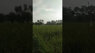 Download lagu Farel Prayoga, Tresnomu Lungo_CNPC ( Cah Ndang Pakis Channel )#shortscnpc_1 mp3