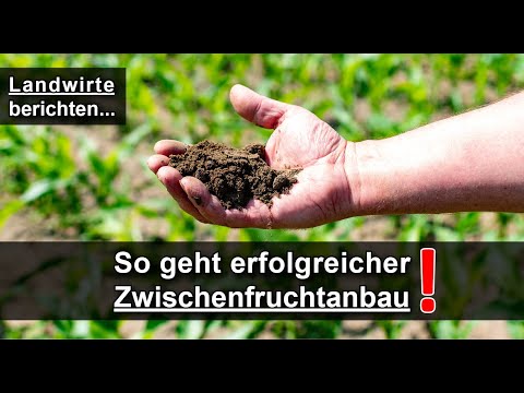 Ackerbau - 2 Landwirte berichten über erfolgreichen Zwischenfruchtanbau mit Zwischenfruchtmischungen