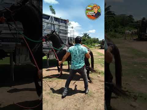 Feira de Cavalo de Abreu e Lima-PE Sábado:05/09/26 #feira #cavalo #horse
