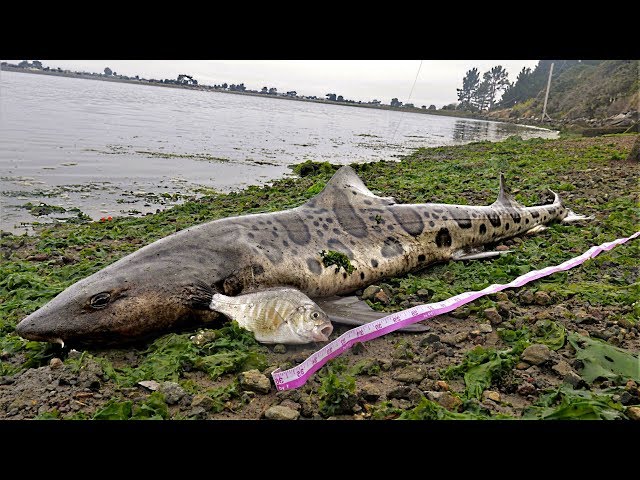 Day 1: Sharks!!  SOLO 1,600 Mile Fishing Road Trip ** Catch and Cook Perch **  West Coast Tour!