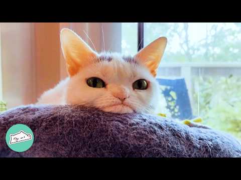 Sassy Cat Hates Everyone Except This One Woman  | Cuddle Buddies