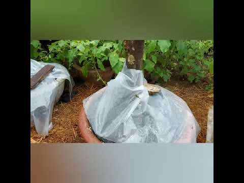 Vào Chậu Cho Mai Sau 2 Tuần Bứng Về.