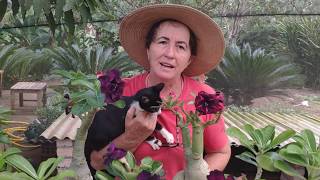 Rosa do Deserto: só as escuras