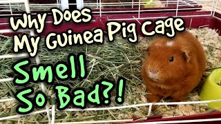 Why Does My Guinea Pig Cage Smell So Bad?!