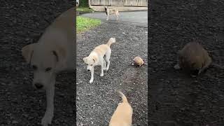 Video preview image #1 Toxirn Puppy For Sale in Virginia Beach, VA, USA