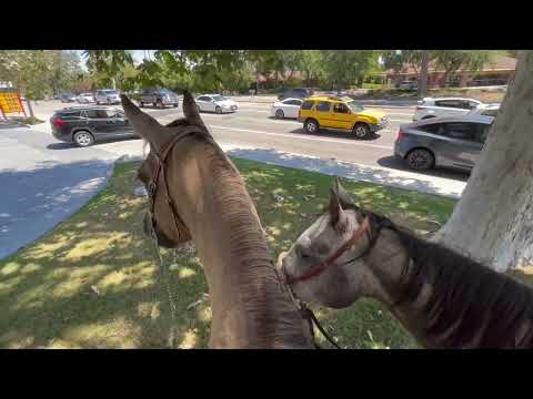 Riding our Horses into Town