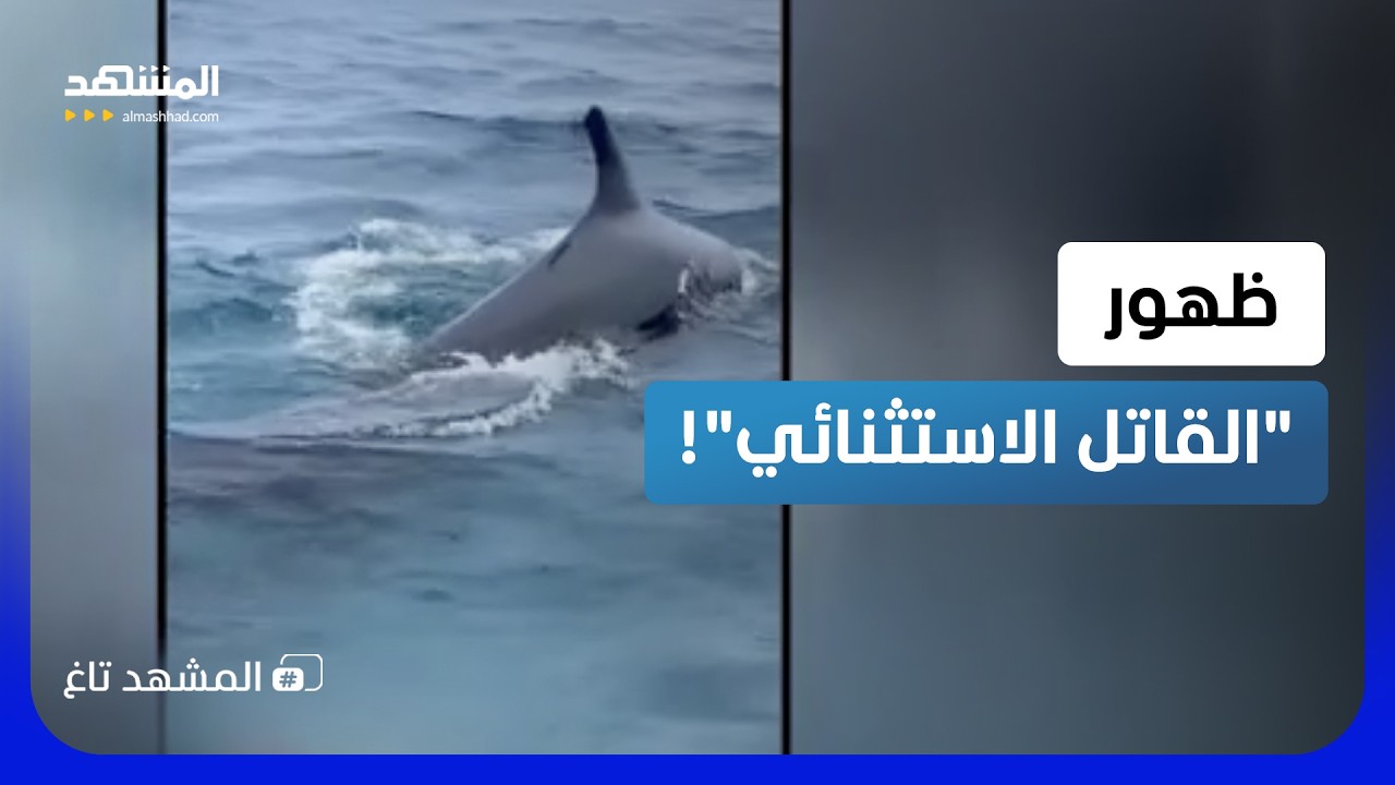 فيديو نادر.. "القاتل الكاذب" يظهر في البحر الأحمر في مشهد استثنائي   – المشهد ت