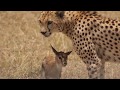 Shaky Video Cheetah Playing With Baby Gazelle Before Eating It