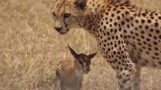 [!!Shaky Video!!] Cheetah playing with baby gazelle before eating it