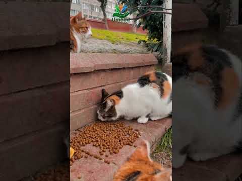 यह बिना कुछ कह भी दुआ देते हैं #viral #viralvideo #cat #trending