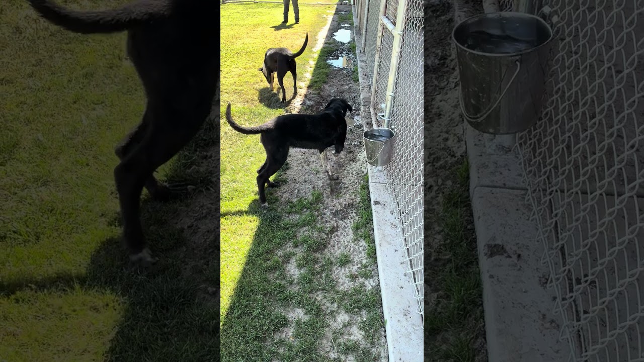 Enlarge Ivy, an adopted mixed breed in Delano, CA video 3/3