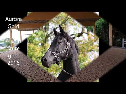 Aurora Gold v. Schwarzgold , 4 jähr. Trakehner Halbblutstute , erste Sprünge