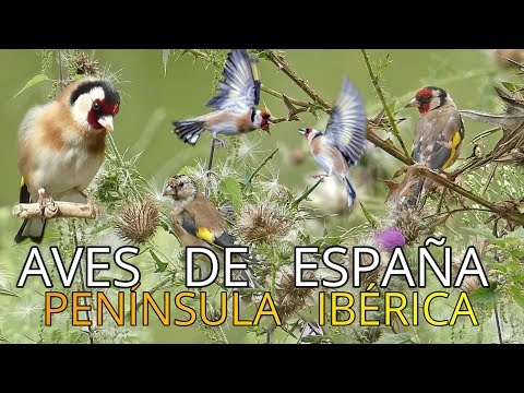 Birds of Spain | Short Documentaries in 4k | European Goldfinch 🐦 | Carduelis carduelis | Goldfinch