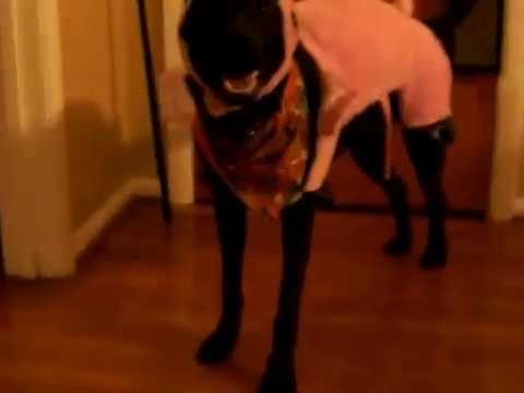 Trick or treat dog in pig costume