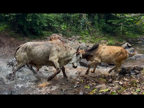 🐄😱We moved the cattle from the pasture and on the way the treasure fought with another bull 😱🐄