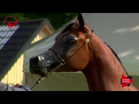 N.46 LC FARFALLA - Scandinavian Open Championship 2017 - Mares 4-6 Years old (Class 9)