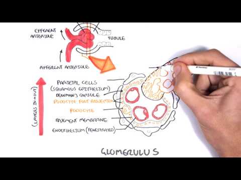Nephrology Kidney and Nephron Overview
