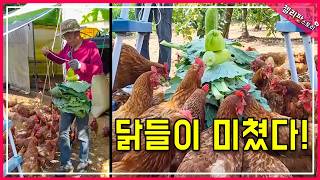 닭들이 환장하는 초간단 야채 꼬치! 버려지는 채소 100% 활용