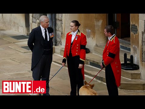Das passiert mit Corgis der Queen nach Andrews Auszug