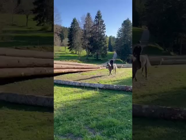 Jolie jument Franches-Montagnes grise 3 ans