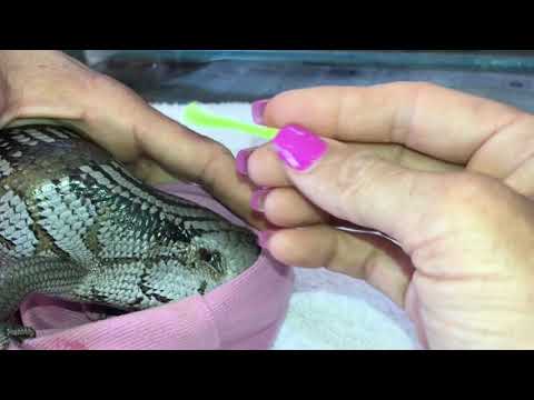 Removing Ticks From Wild Blue Tongue Skink