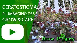 Ceratostigma plumbaginoides - grow & care (Hardy Plumbago)