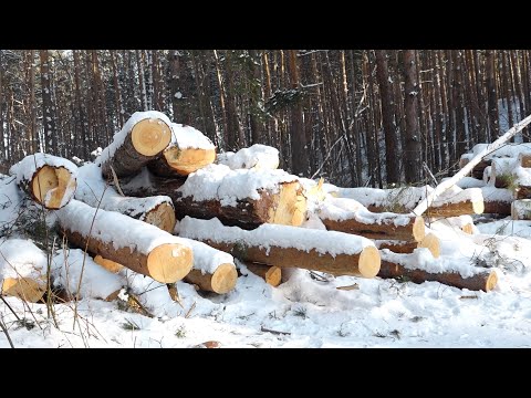Рубка леса в районе АБ будет продолжена несмотря на протесты бийчан (05.02.26г.,Бийское телевидение)