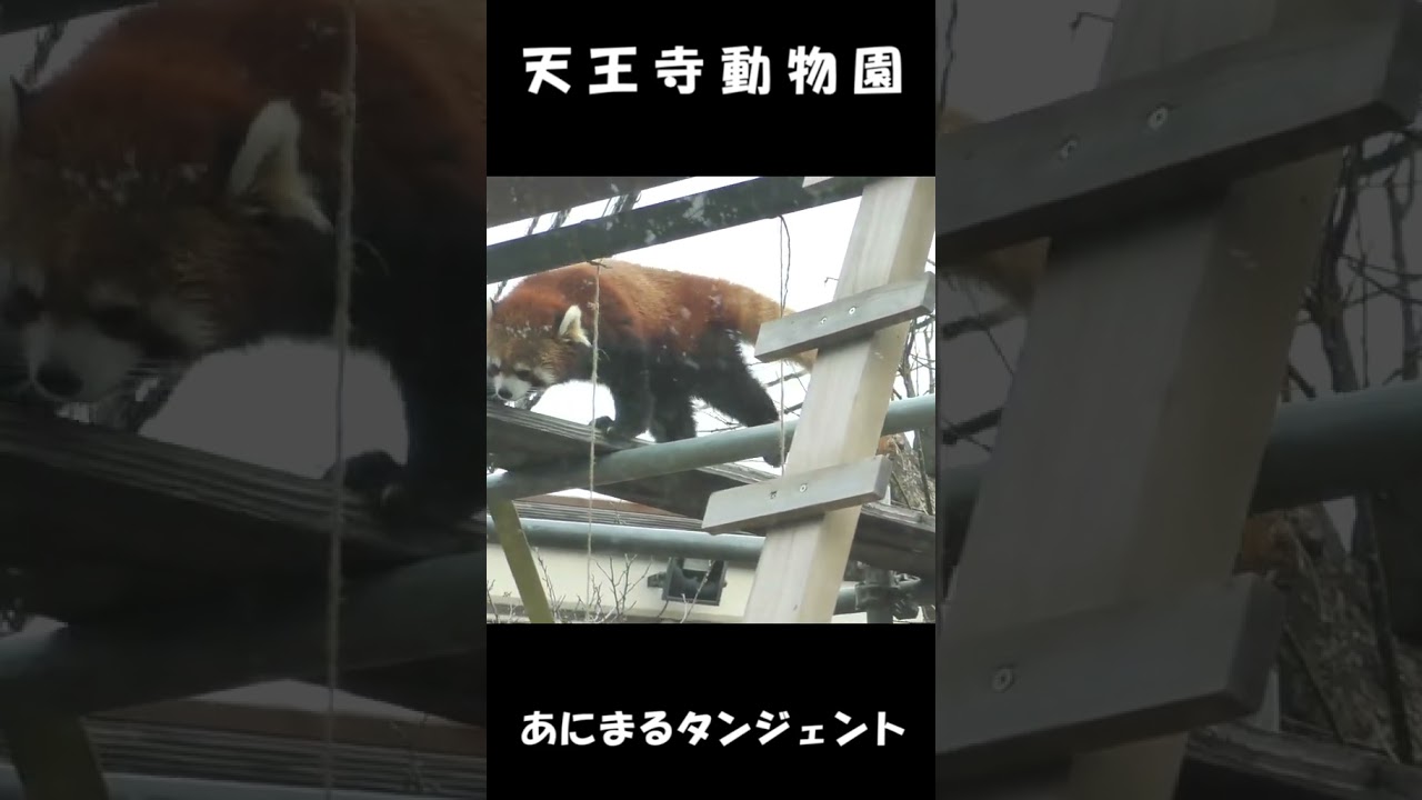 リンゴを手繰り寄せるレッサーパンダ #shorts #redpanda #zoo