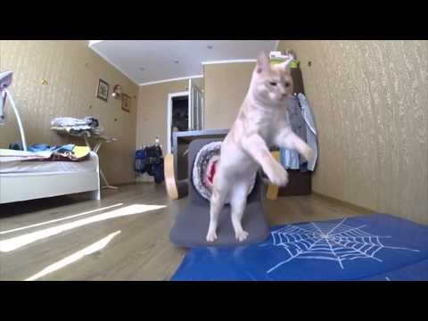 Cat Jumping GoPro