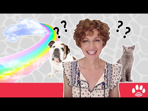 What is the Rainbow Bridge | Pet Psychic Danielle MacKinnon