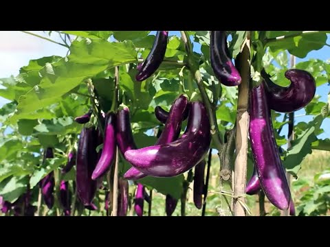, title : 'Cara Menanam TERONG Ungu Agar Berbuah Lebat dan Panen Melimpah - How to Plant Eggplants'