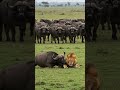 Buffalo Fight For Revenge Lion Gets Ambushed By The Buffalo Herd Lion Buffalo Animals