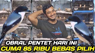 Download lagu MAKIN PARAH ! RATUSAN EKOR PENTET 85 RIBU BEBAS PILIH KEPODANG 70 RIBU HARININI DIKIOS NASIKIN mp3