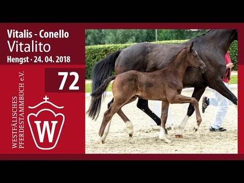 072 Vitalito HF v. Vitalis - Conello