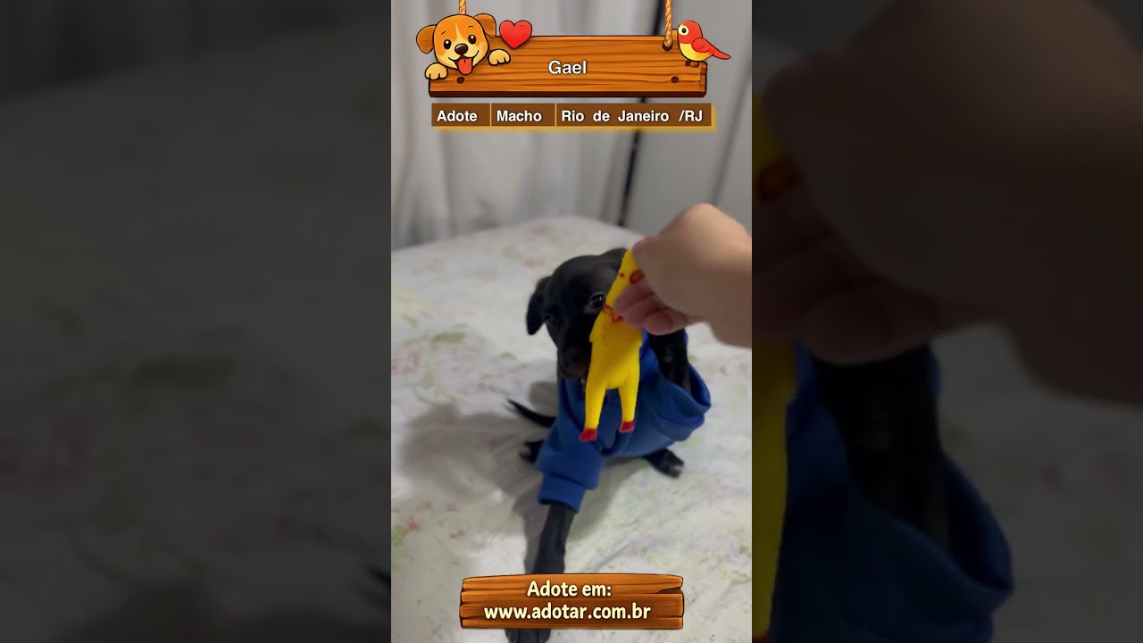 Cachorro raça SRD-ViraLata idade 2 a 6 meses nome Gael
